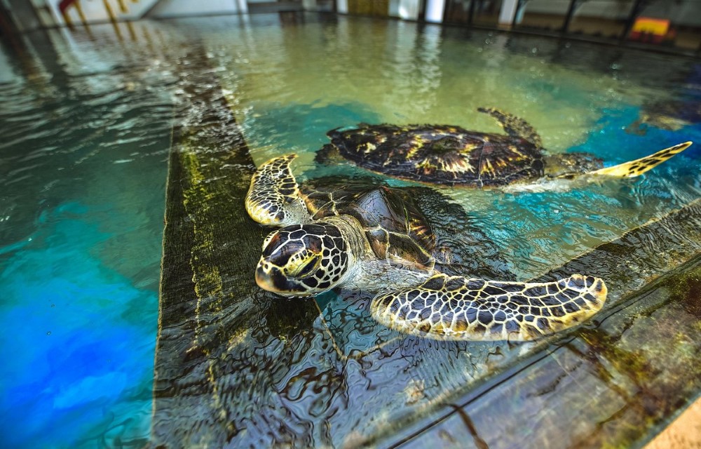 Sea Turtle Hatchery Centre